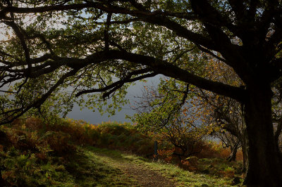 27th October 2007  oak tree