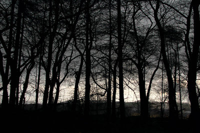 11th April 2008  woods in a thunderstorm