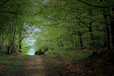 10th May 2008  in the woods