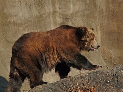 e bear  Bronx zoo  FZ28  ps cs2 P1030194.jpg