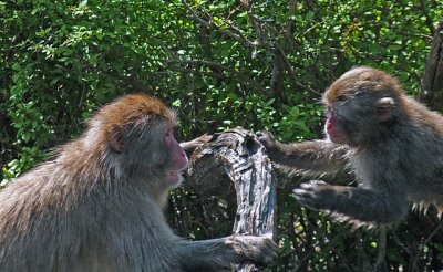 e Snow Monkeys  FZ28 ps cs2 P1050140.jpg