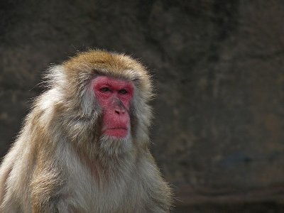 e Meditation Snow monkey  ps cs4 FZ28 P1070077.jpg