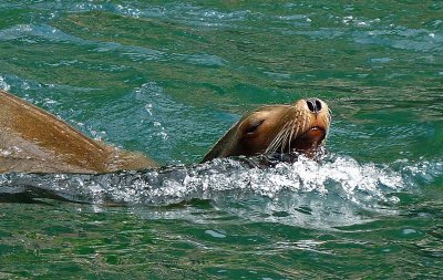 e Seal Swim ps cs4 FZ28 P1070097.jpg