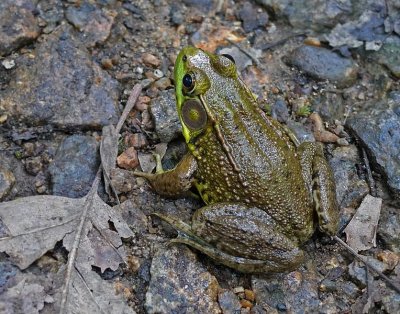 e Frog  LX3  ps cs4 P1020871.jpg