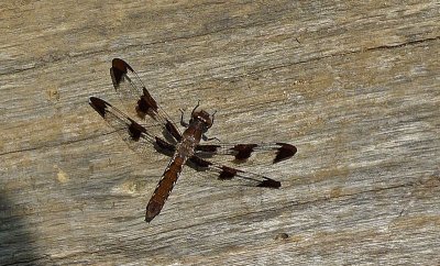 e DragonFly LX3  ps cs4 P1020838.jpg