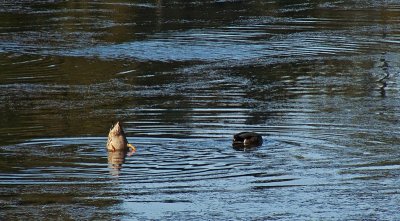 e duck   FZ8  AK  ps cs4 RAW P1000227.jpg