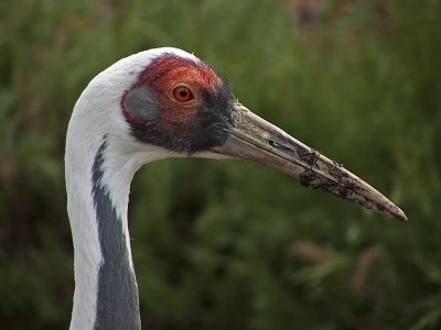 e Crane   TBZ   FZ8 ps cs4  RAW  P1000663.jpg
