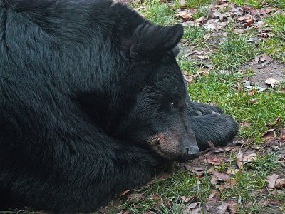 E Bear  FZ8  ps cs4  P1000420.jpg