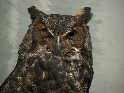 e Owl  Prospect Park zoo   FZ8 RAW  P1030104.jpg