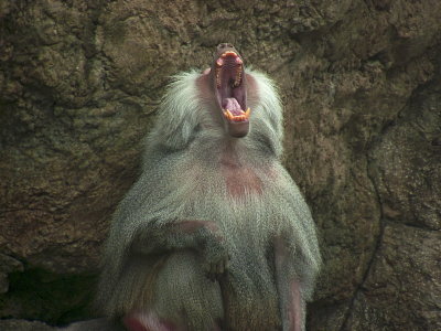 e Baboon sings PP Zoo   FZ8 RAW  ps cs4 P1030180.jpg