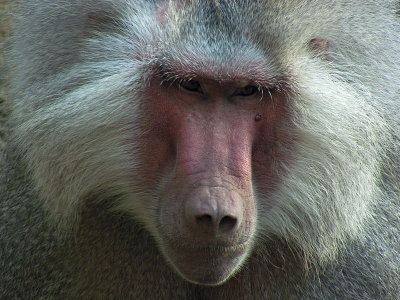 e Baboon close up  Prospect Park zoo   FZ8 RAW  P1030249.jpg