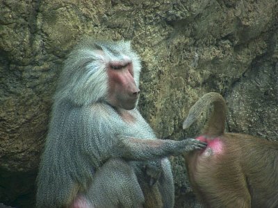 e Butt check  Baboons    Prospect Park zoo   FZ8 RAW  P1030163.jpg