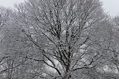 e Snow Trees   feb  TZ5  ps cs4 P1090238.jpg
