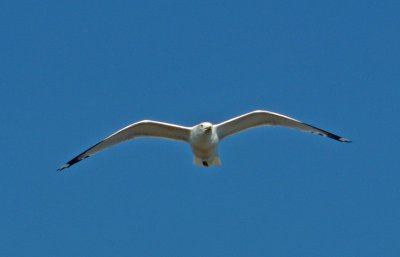 e BIF   ZS3  ps cs4  CROP P1000084.jpg