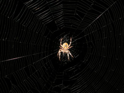 spider  s50.jpg