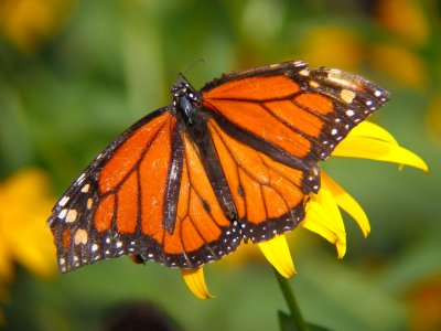 S30  butterfly.jpg