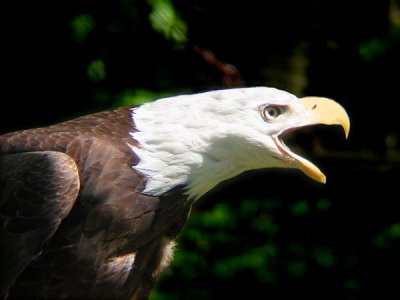 eagle poses  s30  2003.jpg