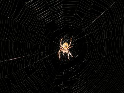 spider  s30.jpg