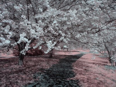 Cherry Blossoms in Infra Red  3  S60  FS Only  IMG_2506.jpg