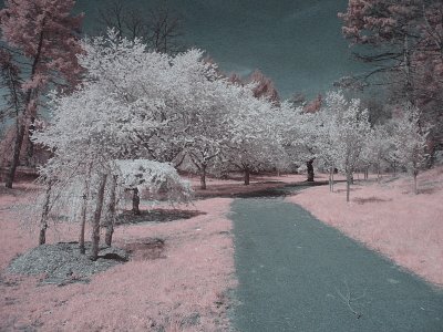 e Cherry Blossoms in Infra Red  Canon S60 IR   FS only IMG_2561.jpg
