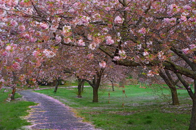 e Cherry Blossoms 1 TOPAZ   ZS3 ps cs4   P1020782.jpg