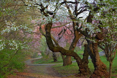 e Cherry Blossoms 1 ZS3 no sharpen yet  ps cs4 P1020773.jpg