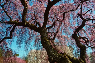 e Cherry Blossoms  7  ZS3  ps cs4   P1020180.jpg