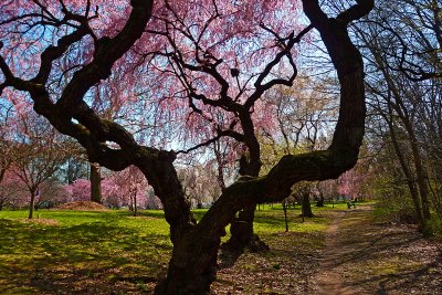 e Cherry Blossoms P1020122.jpg