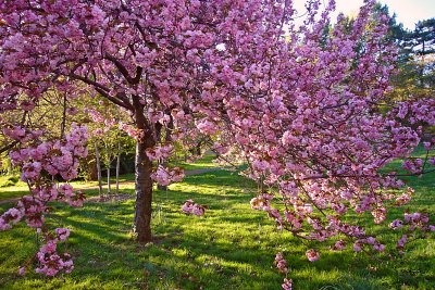 e  Cherry Blossoms last visit 2010  FX01  ps cs4  P1100063.jpg