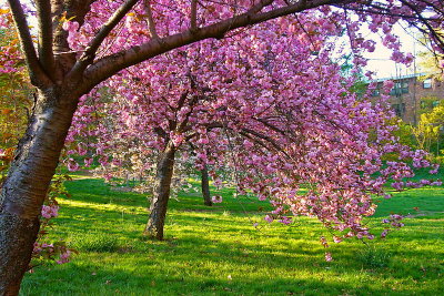 e  Cherry blossoms  last shots  2010  2 fx01  ps cs4  P1100108.jpg