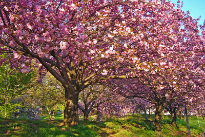 e Cherry Blossoms  last 2010  fx01  ps cs4 P1100164.jpg