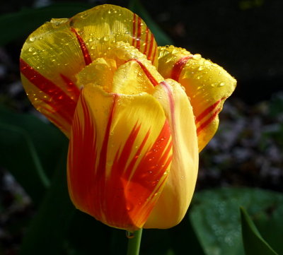 Tulip after rain  ZS3  FS only P1030219.jpg