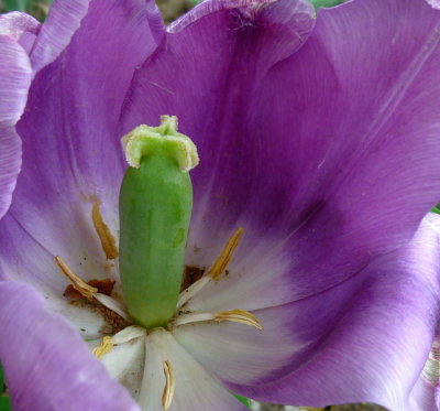 Tulip  purple and green  Crop ZR1   FS only P1000652.jpg