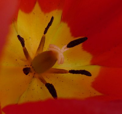 tulip red and yellow ZR1   cropped  FS only  P1000636.jpg