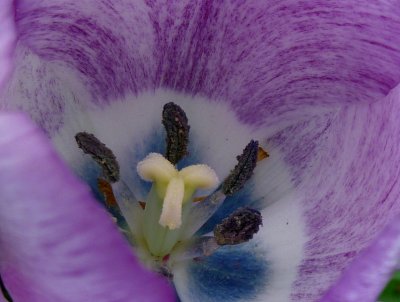 tulip purple  2  cropp  FS only P1000633.jpg