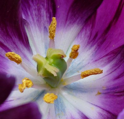 Tulip purple  cropp  ZR1  FS only P1000628.jpg