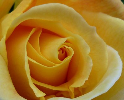 e  Yellow Rose  cROP  ZR1  FS onlyP1000744.jpg