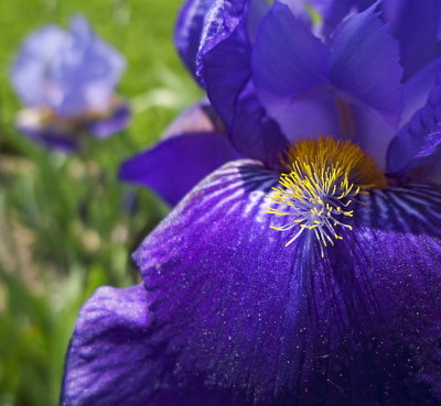 e Iris  early CROP   2010  LX3  RAW  ps cs4  P1130583.jpg