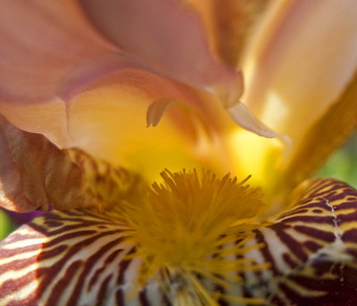e Iris  early 2010  LX3  RAW  ps cs4  P1130586.jpg