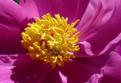 Flower  ZR1  FS only  crop P1010128.jpg