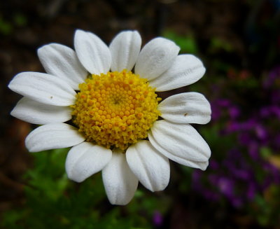 Flowers  ZR1  FS only Crop  P1010088.jpg