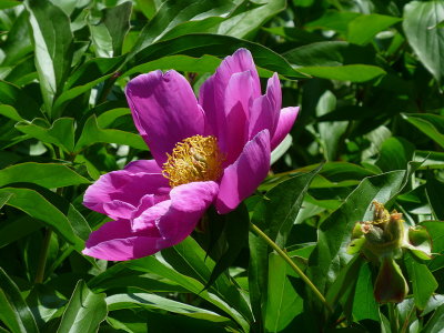 e Flower  ZR1  FS only P1010124.jpg