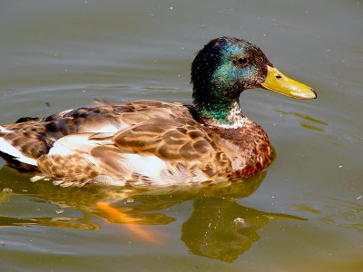 e HP sharp  S duck  FZ10 PS    P3272.jpg