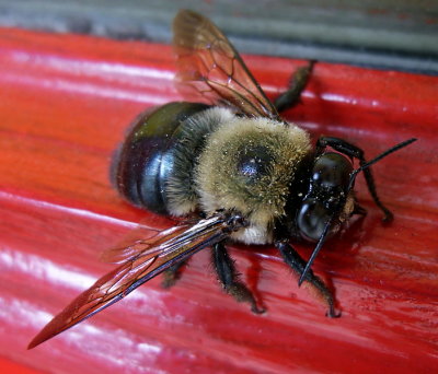 e Bee  ZR1  ps cs4 P1010332.jpg