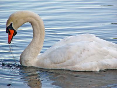 e  Swan 2  keswick FZ10 ps cs2 P13741.jpg