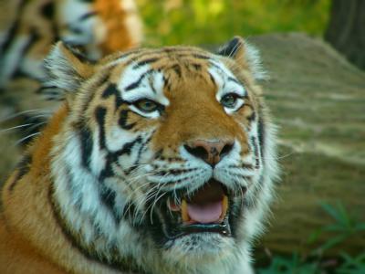 e Tiger face 1 FZ10 ps cs2 P1120373.jpg