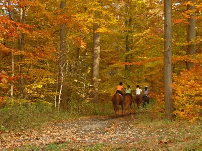 e Fall  horse path FZ10 ps cs2  P13261.jpg