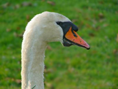 e  Swan at keswick 001 FZ10 ps cs2 P13675.jpg