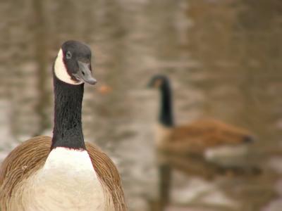 e  Geese FZ10 ps cs2  f2.8  1-250th shutter  with soft geese in BGRD  P1140248.jpg