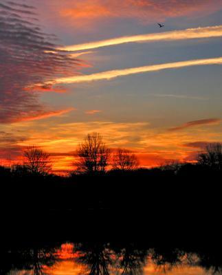 e Sunrise bird vertical shot S70 ps cs2 IMG_1864.jpg